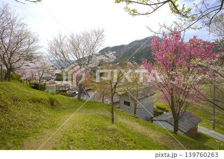藍丸山城跡の桜 藍丸山城跡の桜 139760263