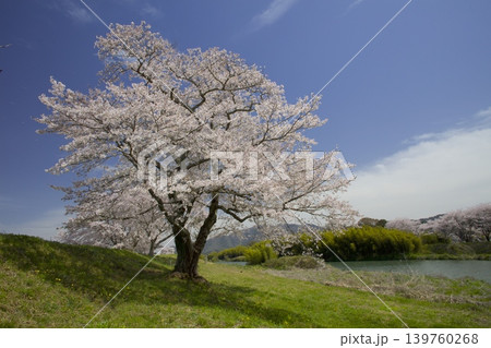 般若寺の一本桜と篠山川 般若寺の一本桜と篠山川 139760268