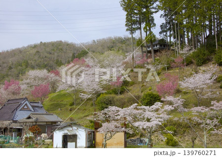 藍丸山城跡の桜 藍丸山城跡の桜 139760271