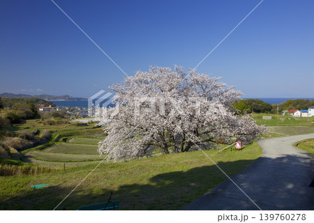 淡路島の一本桜「たもやん桜」と棚田と播磨灘 139760278