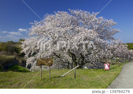 淡路島の一本桜「たもやん桜」と棚田と播磨灘 淡路島の一本桜「たもやん桜」と棚田と播磨灘 139760279
