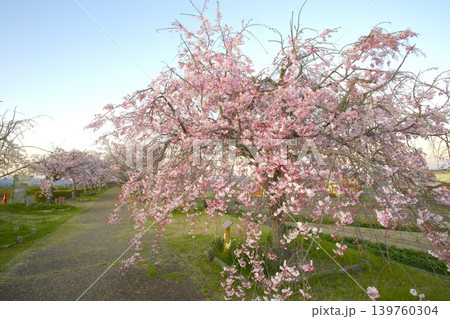 夕陽を浴びる「おの桜づつみ回廊」の桜並木 夕陽を浴びる「おの桜づつみ回廊」の桜並木 139760304
