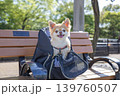 犬をバッグに入れて旅行 139760507