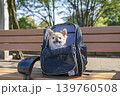 犬をバッグに入れて旅行 139760508