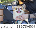 犬をバッグに入れて旅行 139760509