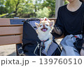 犬をバッグに入れて旅行 139760510