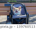 犬をバッグに入れて旅行 139760513