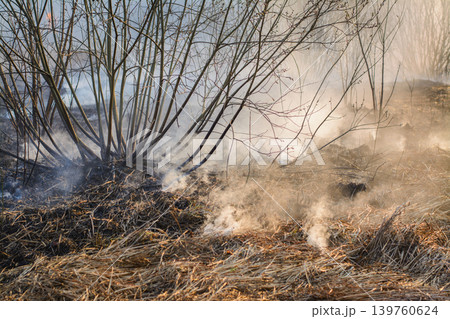 Close up picture of burnt grass and bushes in field after forestfire Close up picture of burnt grass and bushes in field after forestfire 139760624