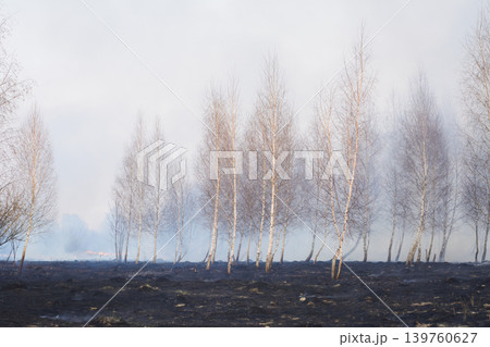 Young birch forest after wildfire in countryside Young birch forest after wildfire in countryside 139760627