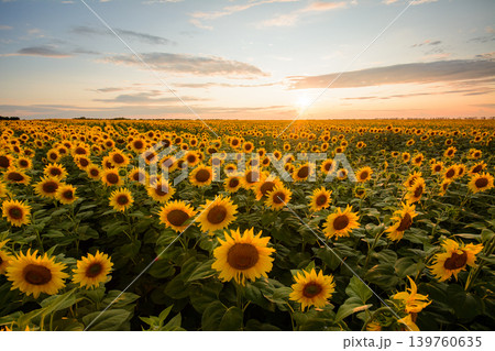 Rural landscape of field of blooming golden sunflowers while sunset in Ukraine Rural landscape of field of blooming golden sunflowers while sunset in Ukraine 139760635