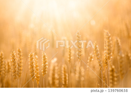 Golden Golden wheat field. Ears of golden wheat close up against beautiful sunset in the eveningwheat field. Ears of golden wheat close up against beautiful sunset in the evening Golden Golden wheat field. Ears of golden wheat close up against beautiful sunset in the eveningwheat field. Ears of golden wheat close up against beautiful sunset in the evening 139760638