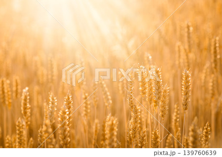 Photo of ripe wheat field against sunlight in the evening 139760639