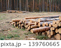 Woodpile of freshly harvested pine logs lays near the former pine forest 139760665