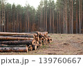 Trunks of trees cut and stacked near the forest. Logging in the pine forest. 139760667