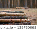 Trunks of big old pine trees near the cut forest. Logging in the old pine forest  139760668