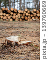 Autumn logging in the pine forest. Fresh stamp of a pine tree tear piles of  139760669