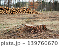 Autumn logging in the pine forest. Stamp of a pine tree near stack of trunks 139760670