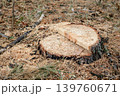 Place of logging pine trees. Logging in the pine tree. 139760671