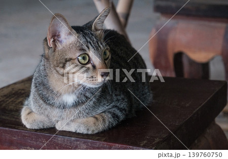 cat lying on the floor 139760750