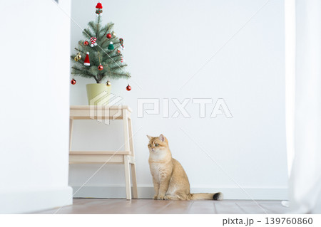 winter holiday and cat concept with british cat wear silk scarf and play with pine and christmas tree decorate background winter holiday and cat concept with british cat wear silk scarf and play with pine and christmas tree decorate background 139760860