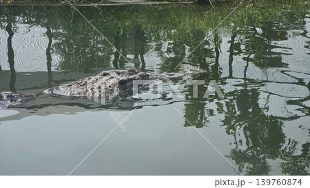 Several large crocodiles are seen submerged and motionless in murky, shallow water at the edge of an enclosure, exhibiting their scaly texture and powerful forms. 139760874