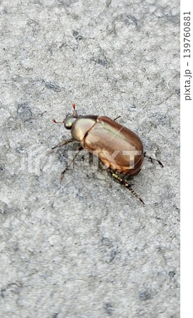 A small, iridescent bronze-brown beetle with six legs rests on a rough, gray concrete or stone surface, captured in a close-up, top-down shot. 139760881
