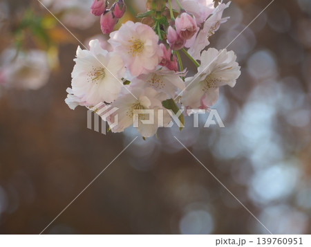 桜 桜 139760951