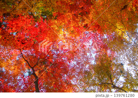 空いっぱいに広がる鮮やかに色づいた赤と黄色の紅葉 空いっぱいに広がる鮮やかに色づいた赤と黄色の紅葉 139761280