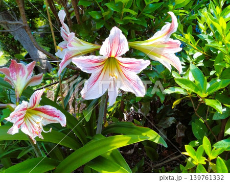 アマリリス開花 アマリリス開花 139761332
