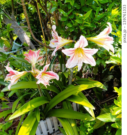 アマリリス開花 アマリリス開花 139761333