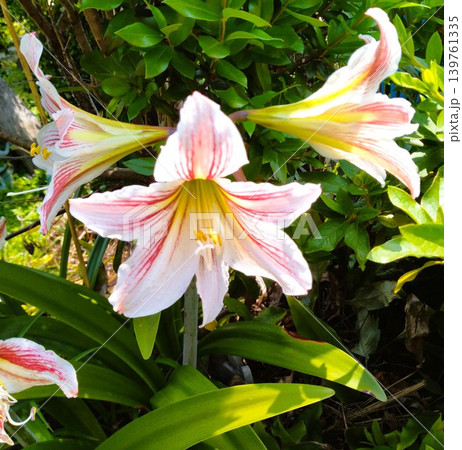 アマリリス開花 アマリリス開花 139761335