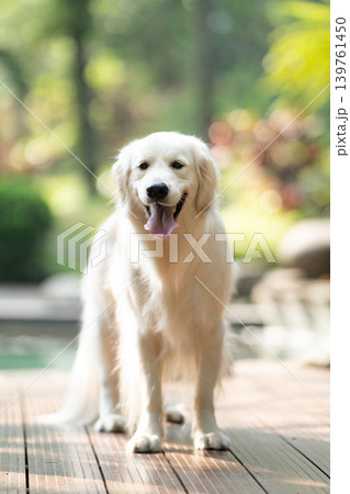 笑顔で立つゴールデンレトリーバー／明るい屋外での犬のポートレート 139761450