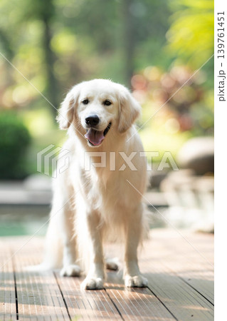 笑顔で立つゴールデンレトリーバー/明るい屋外での犬のポートレート 笑顔で立つゴールデンレトリーバー/明るい屋外での犬のポートレート 139761451