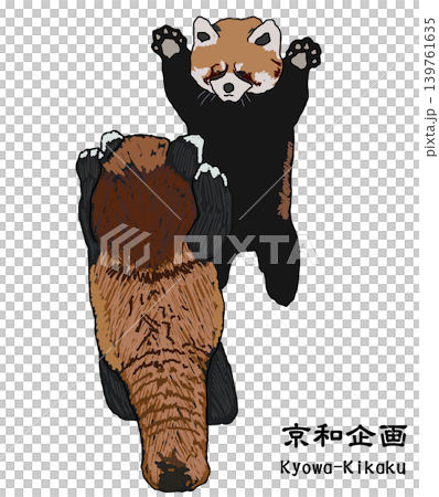 アライグマ アライグマ 139761635