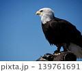 ハクトウワシ 139761691