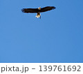 ハクトウワシ 139761692