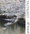 桜 139761741
