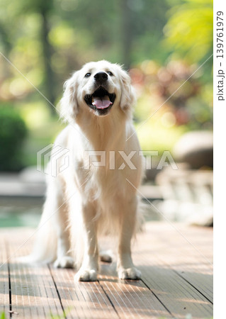 笑顔で立つゴールデンレトリーバー／明るい屋外での犬のポートレート 139761979