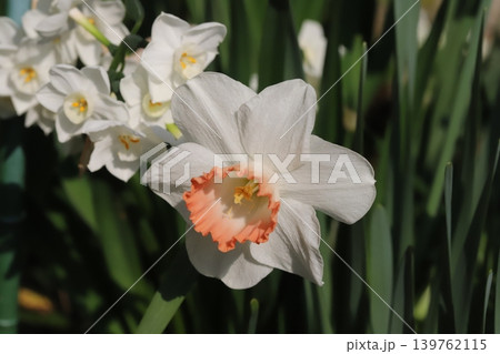春の庭に咲く白い花びらに朱色の副花冠を持つラッパズイセンの花 139762115