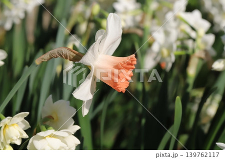 春の庭に咲く白い花びらに朱色の副花冠を持つラッパズイセンの花 春の庭に咲く白い花びらに朱色の副花冠を持つラッパズイセンの花 139762117