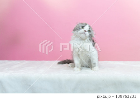 斜め上を見るマンチカンの子猫 139762233