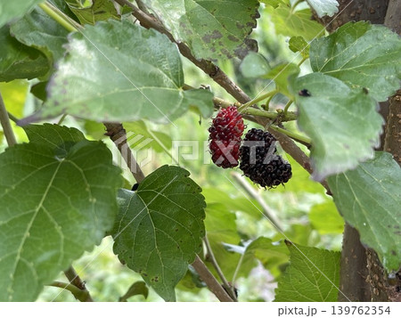 Close Up Detail Of Ripe Mulberry Morus Fruit On Branch 139762354