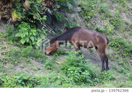 傾斜地で草を食べる野生馬 傾斜地で草を食べる野生馬 139762366