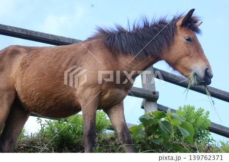 牧草を食す都井岬の野生馬 139762371