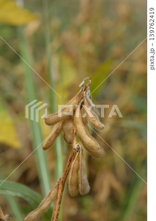 Soybean Soybean 139762419