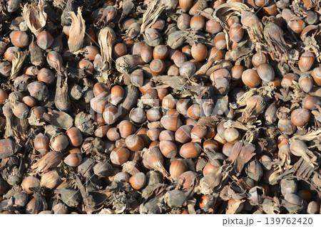 Harvested hazelnuts 139762420