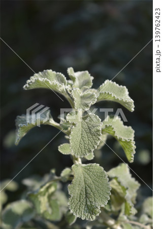 Scallop Shell Horehound Scallop Shell Horehound 139762423