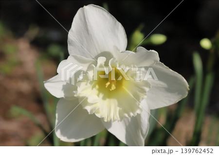 春の庭に咲く白いカップ咲き水仙の大輪の花 春の庭に咲く白いカップ咲き水仙の大輪の花 139762452