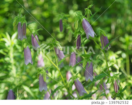 夏の野原に咲くホタルブクロの花 139762532