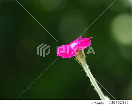 赤い花 139762533